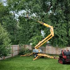 Trusted Brisbane, CA Tree Services Experts