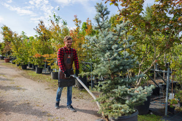 How Our Tree Care Process Works  in Brisbane, CA